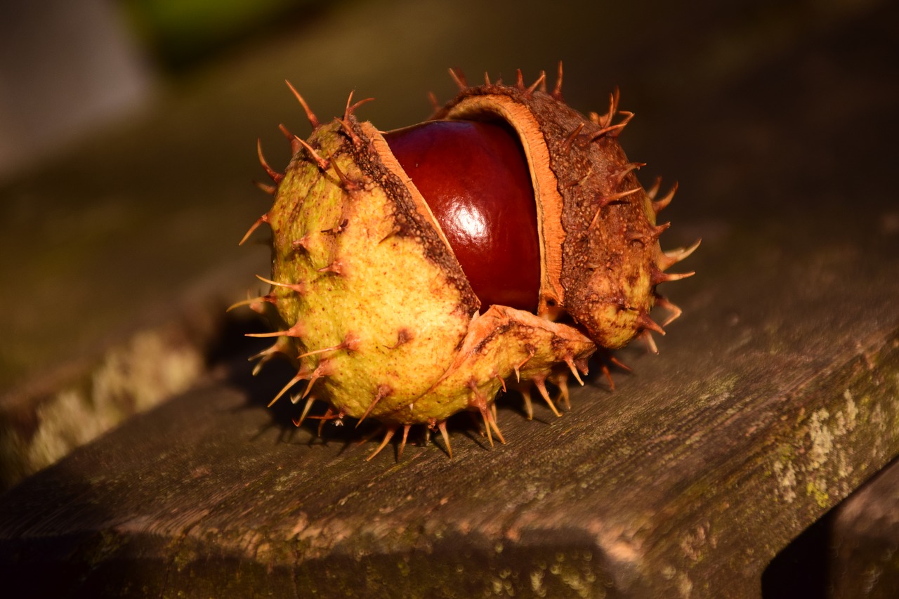 Image - chestnut buckeye