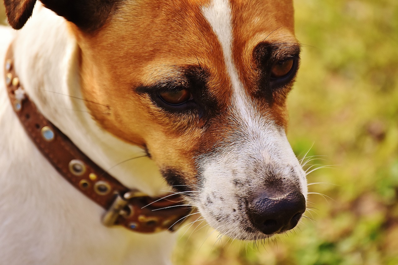 Image - jack russell terrier play meadow