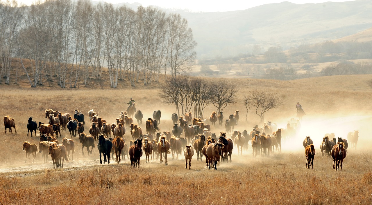 Image - scenery prairie pet horses run