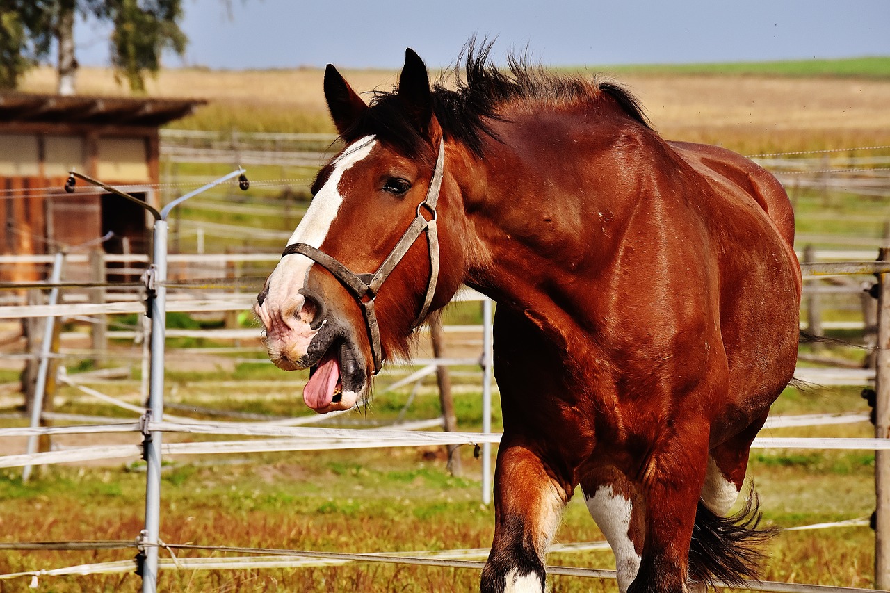 Image - shire horse horse stick out tongue