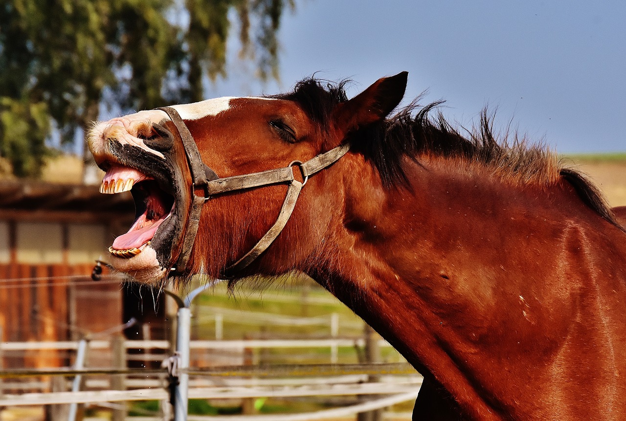 Image - shire horse horse stick out tongue