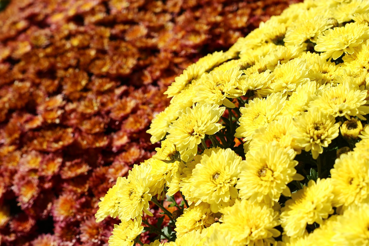 Image - crizantema flower autumn yellow red