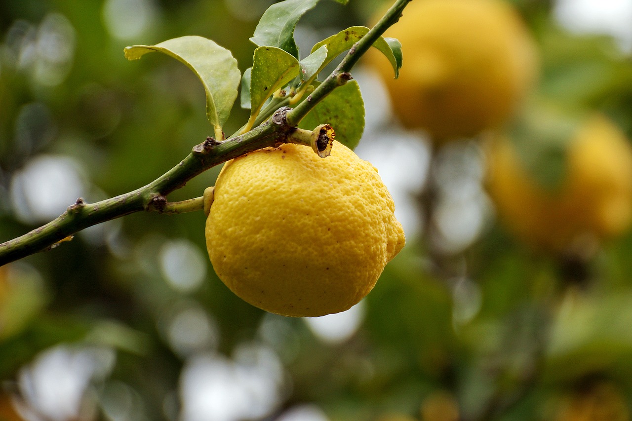 Image - citrus limon yellow citrus fruits