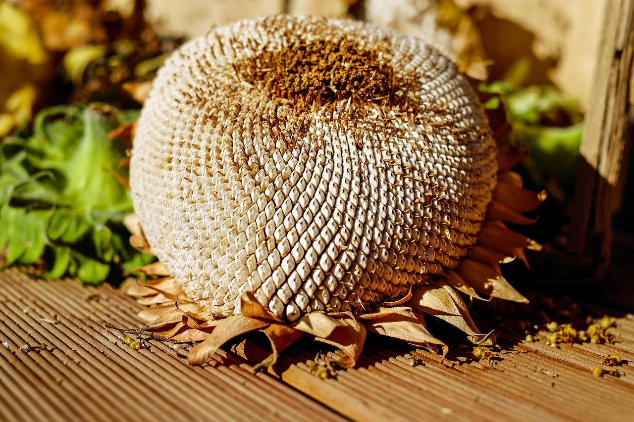 Image - sun flower dry seeds structure