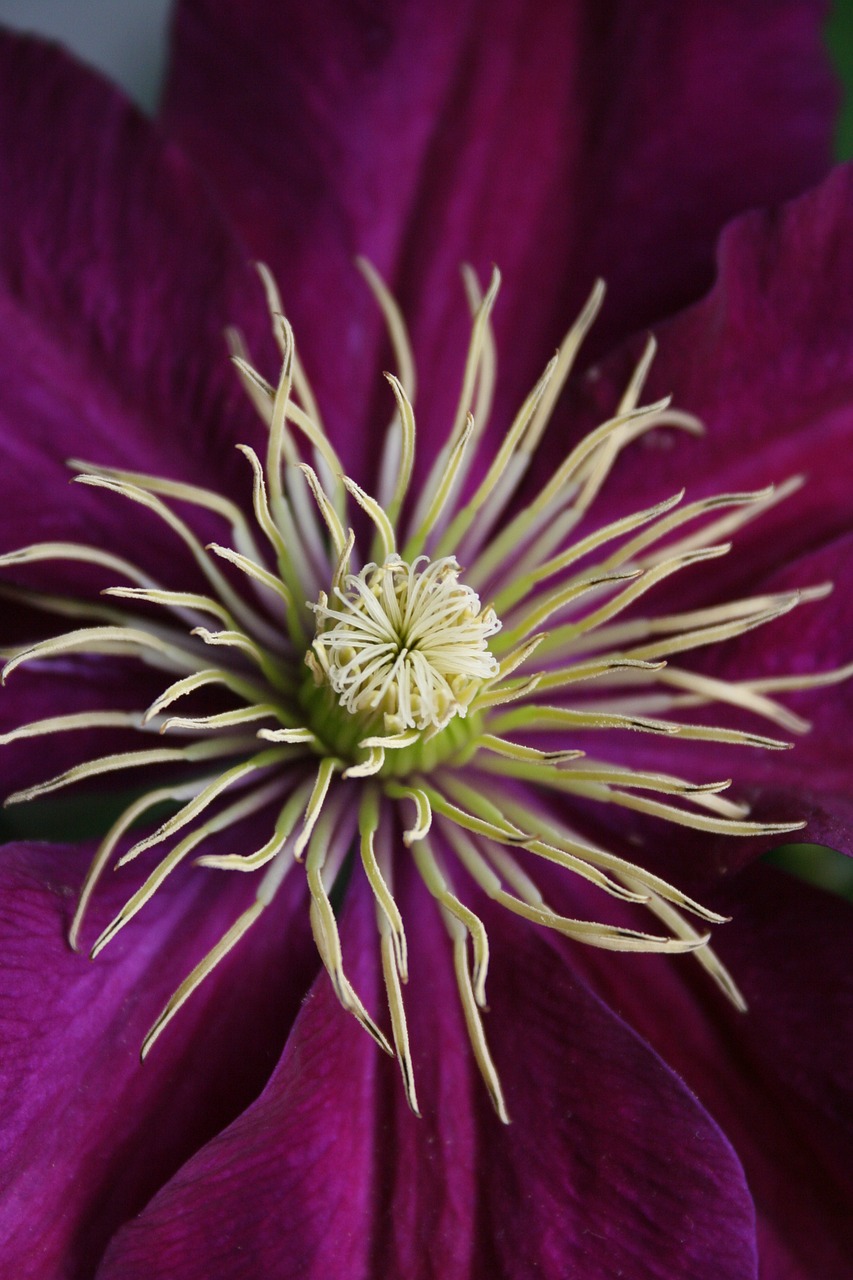 Image - flower clematis stamen