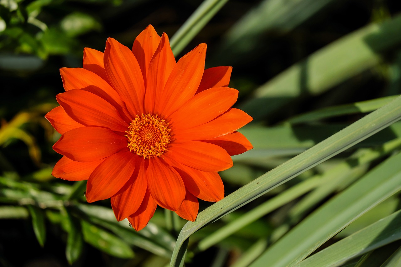 Image - gazania flower flowers bright