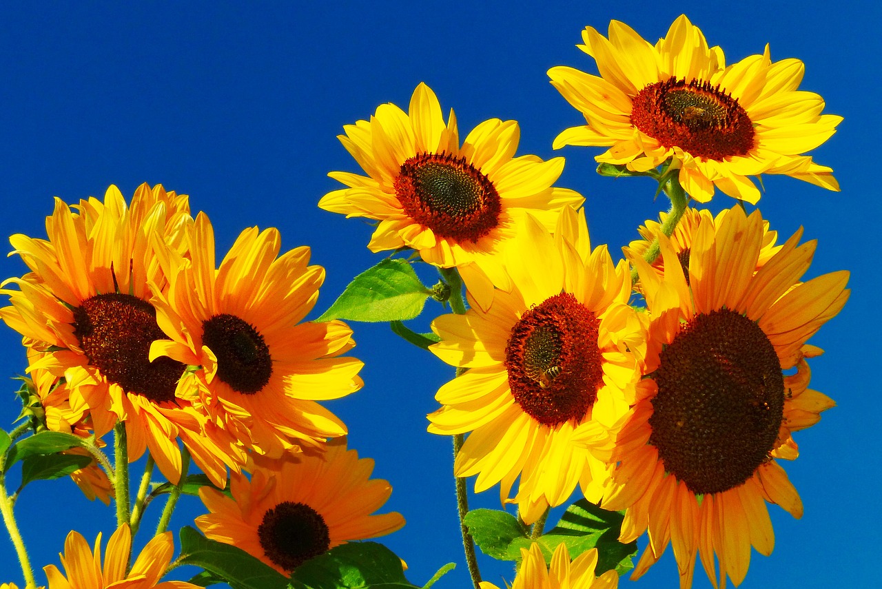 Image - sunflower flower meadow bee