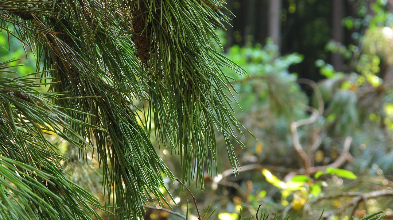 Image - pine spruce pine cone needles