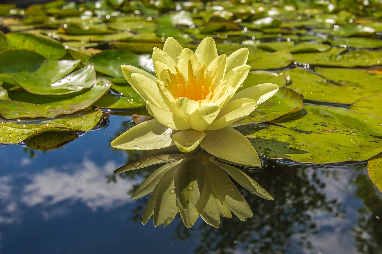 Image - waterlily lake flora water flower