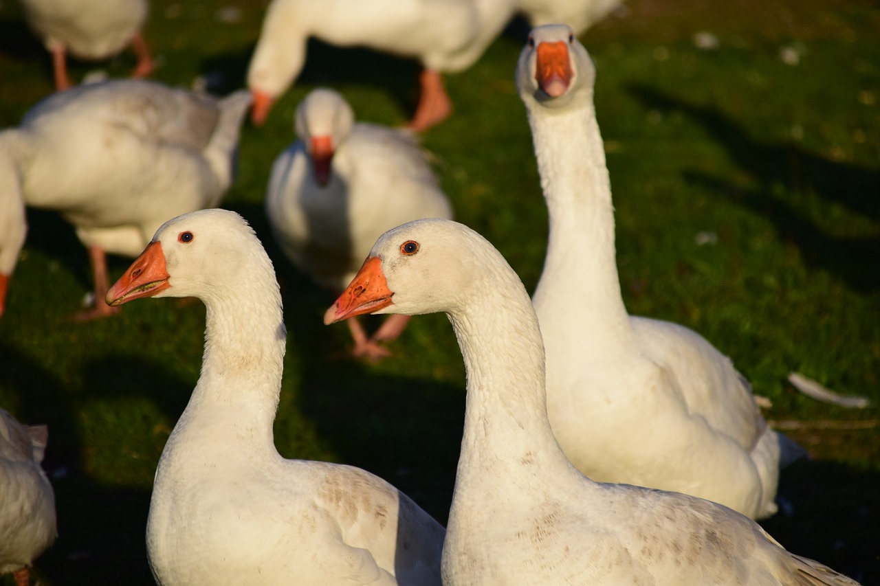 Image - geese geese schaar house geese