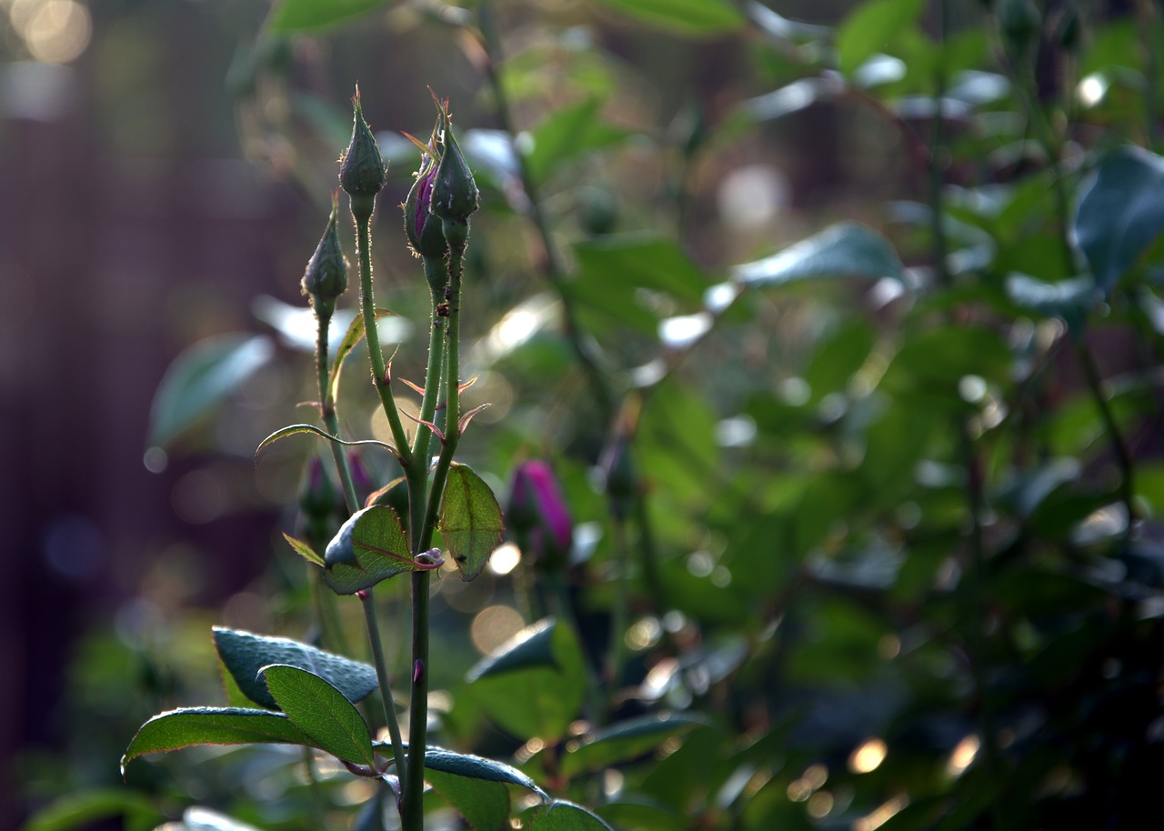 Image - new buds roses spring garden