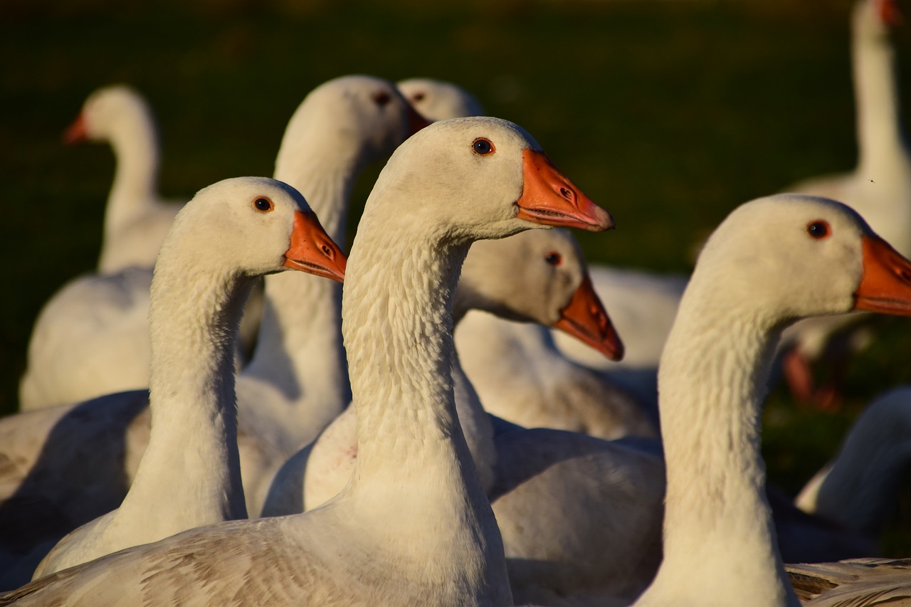 Image - geese geese schaar house geese