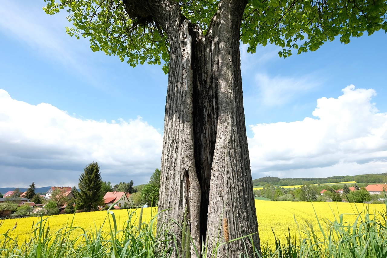 Image - autumn landscape tree nature