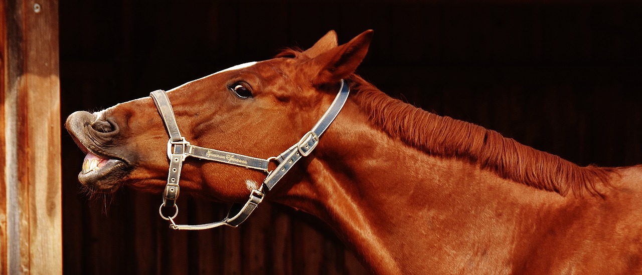 Image - horse funny making a face crazy