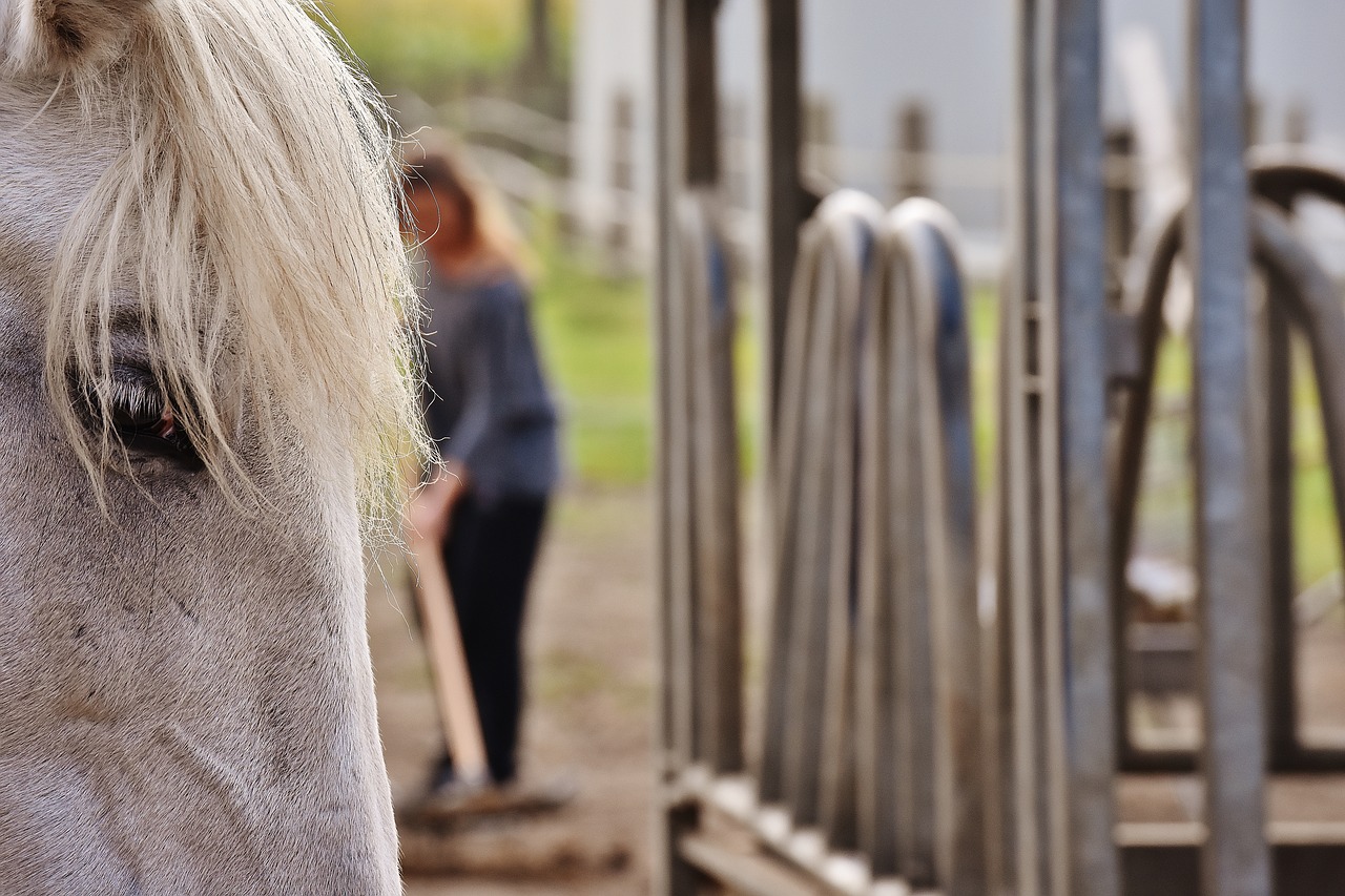 Image - mold horse stable work reiterhof