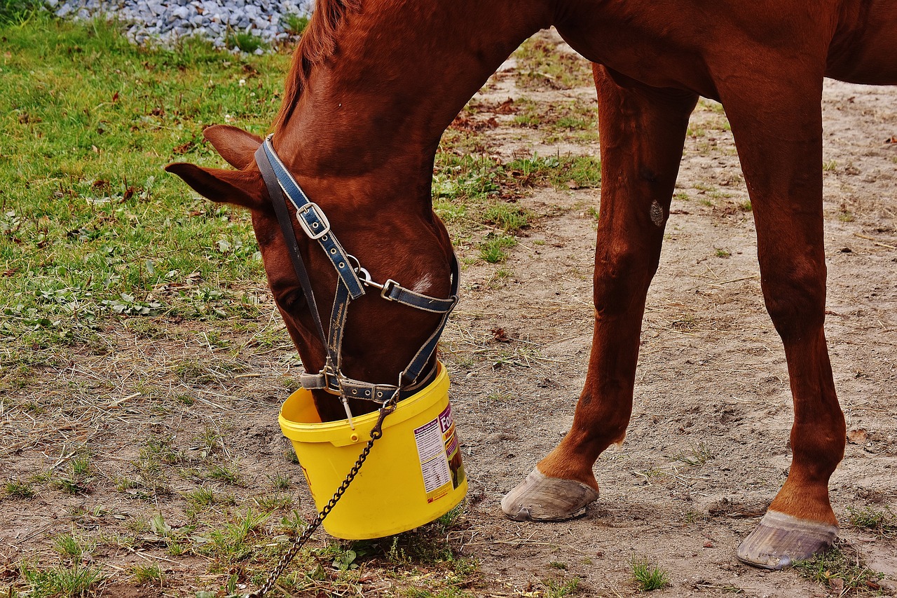 Image - horse eat satisfied brown