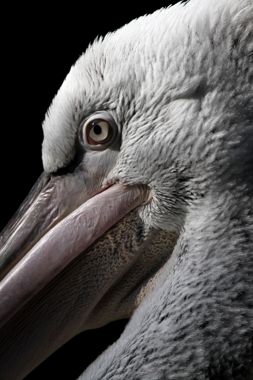 Image - dalmatian pelican blijdorp diegaarde