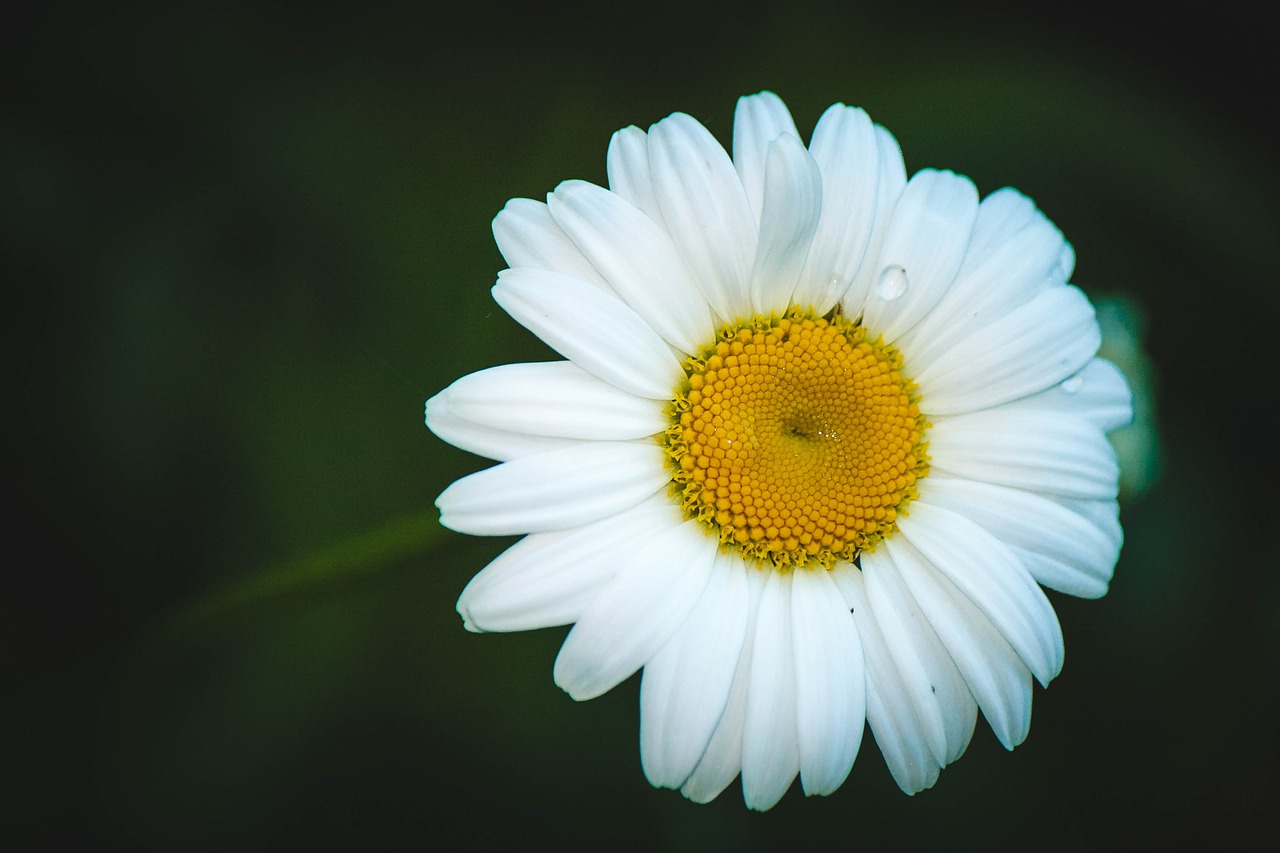 Image - daisy flower summer flowers