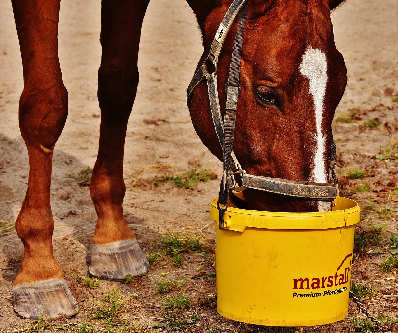 Image - horse eat satisfied brown