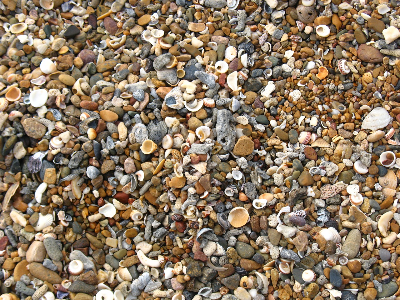 Image - shells beach shelly beach shore