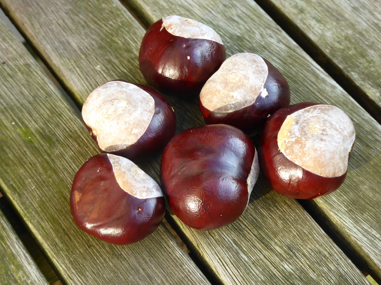 Image - chestnut collected autumn fruits