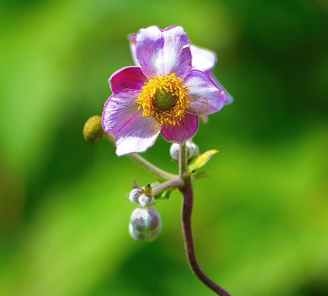 Image - fauna flower insect summer wings