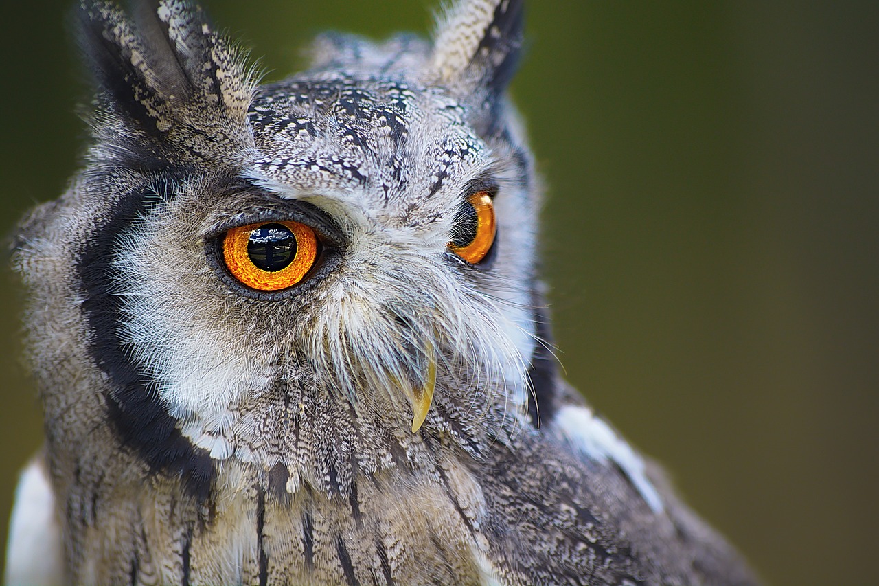 Image - owl bird animal nature portrait