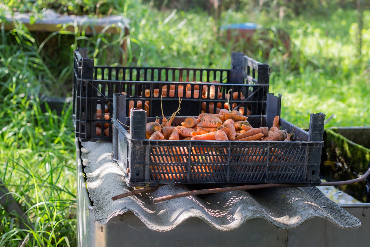 Image - carrot village economy vegetables