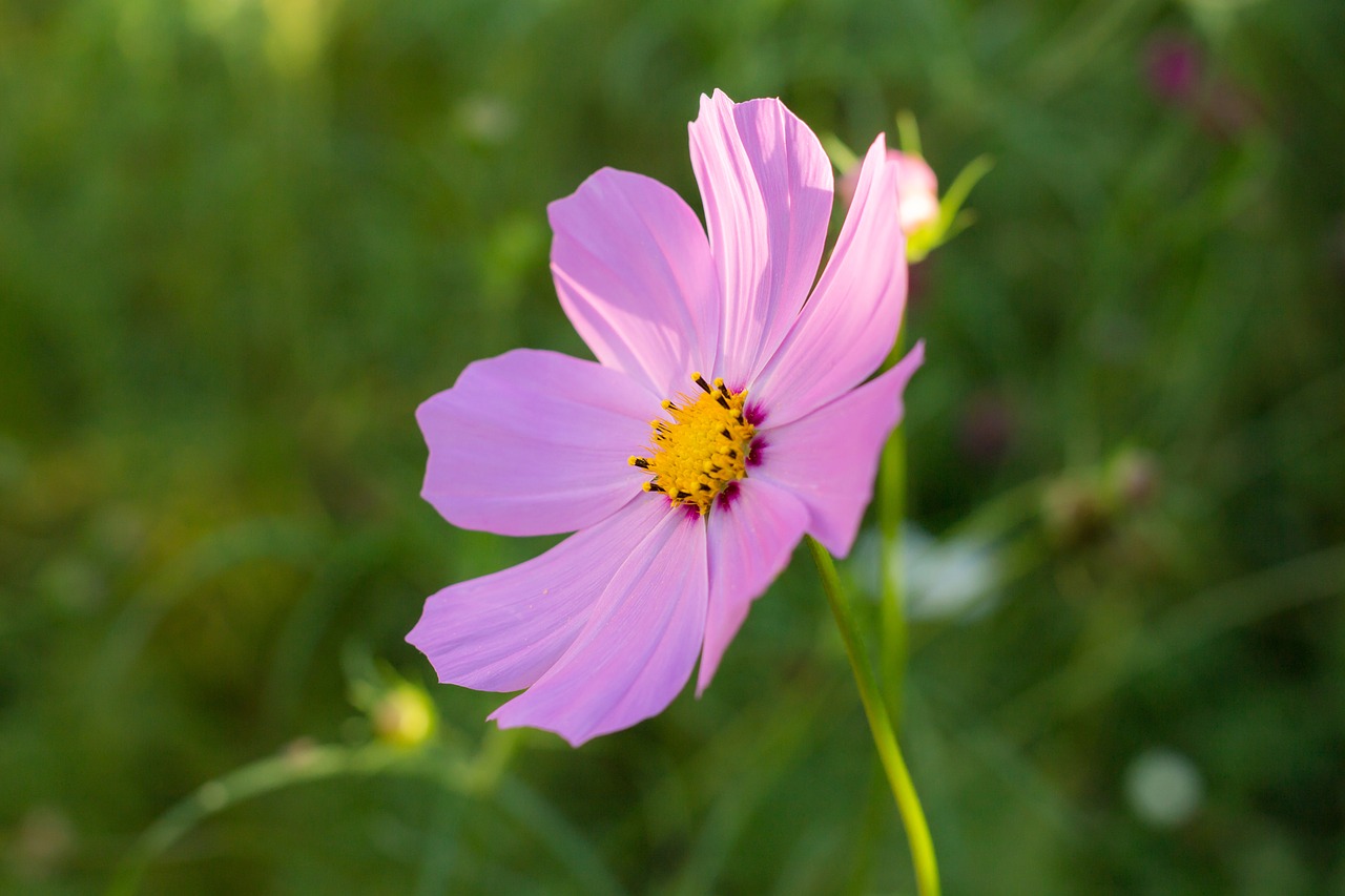 Image - cosmos astra flower pink large