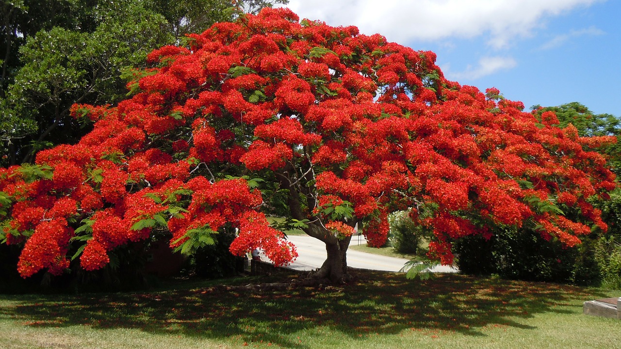 Image - flowering tree poinsiana bermuda