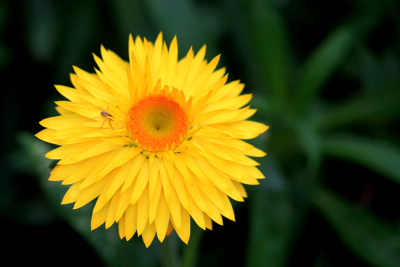 Image - italicum composites yellow blossom