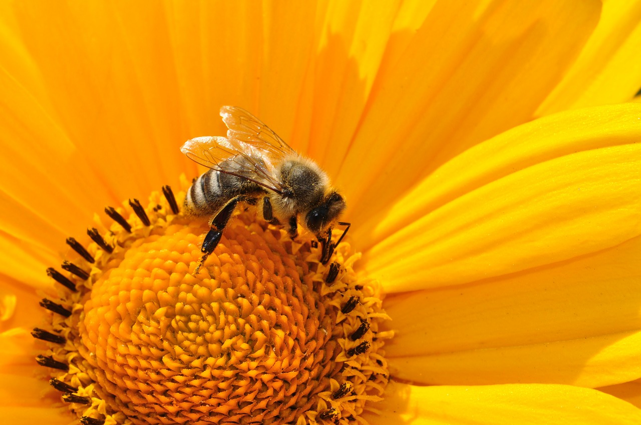 Image - bee pollen nectar yellow blossom