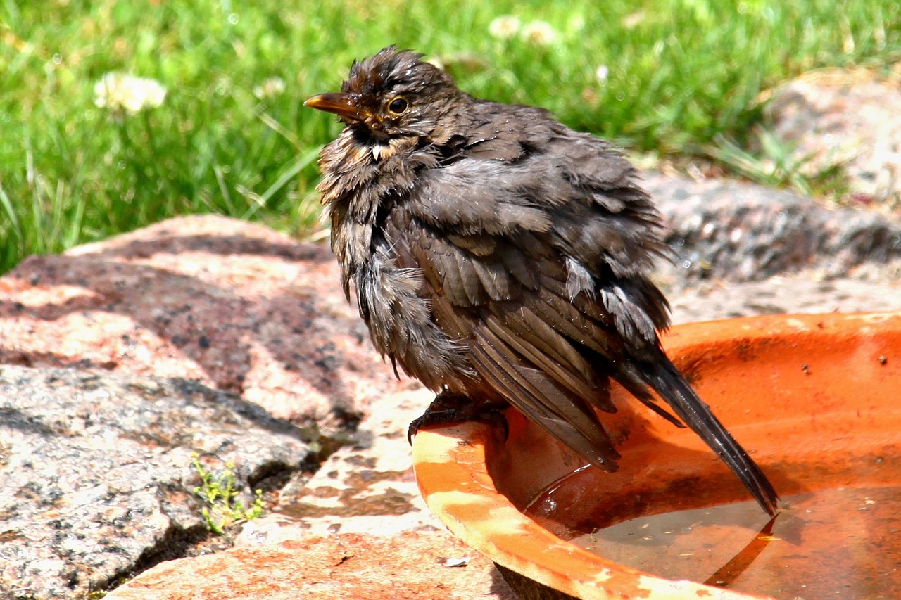 Image - bird blackbird songbird nature