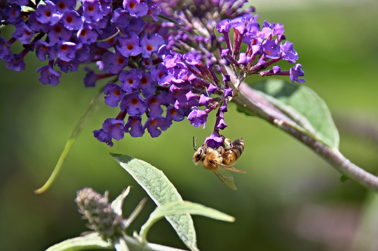 Image - butterfly bush garden violet