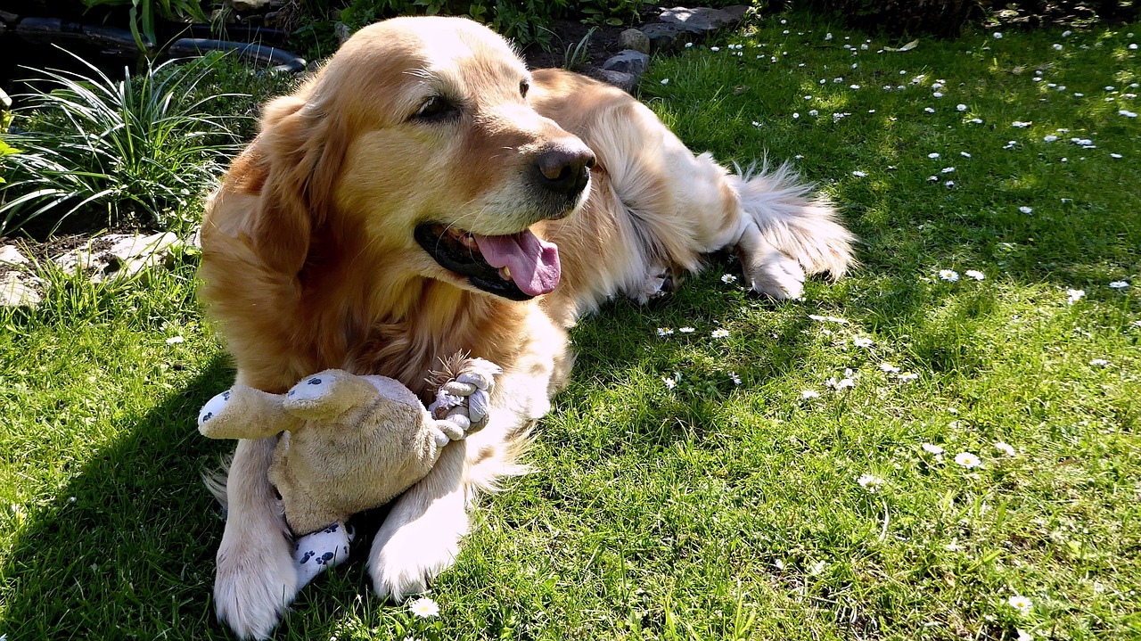 Image - dog golden retriever garden pet