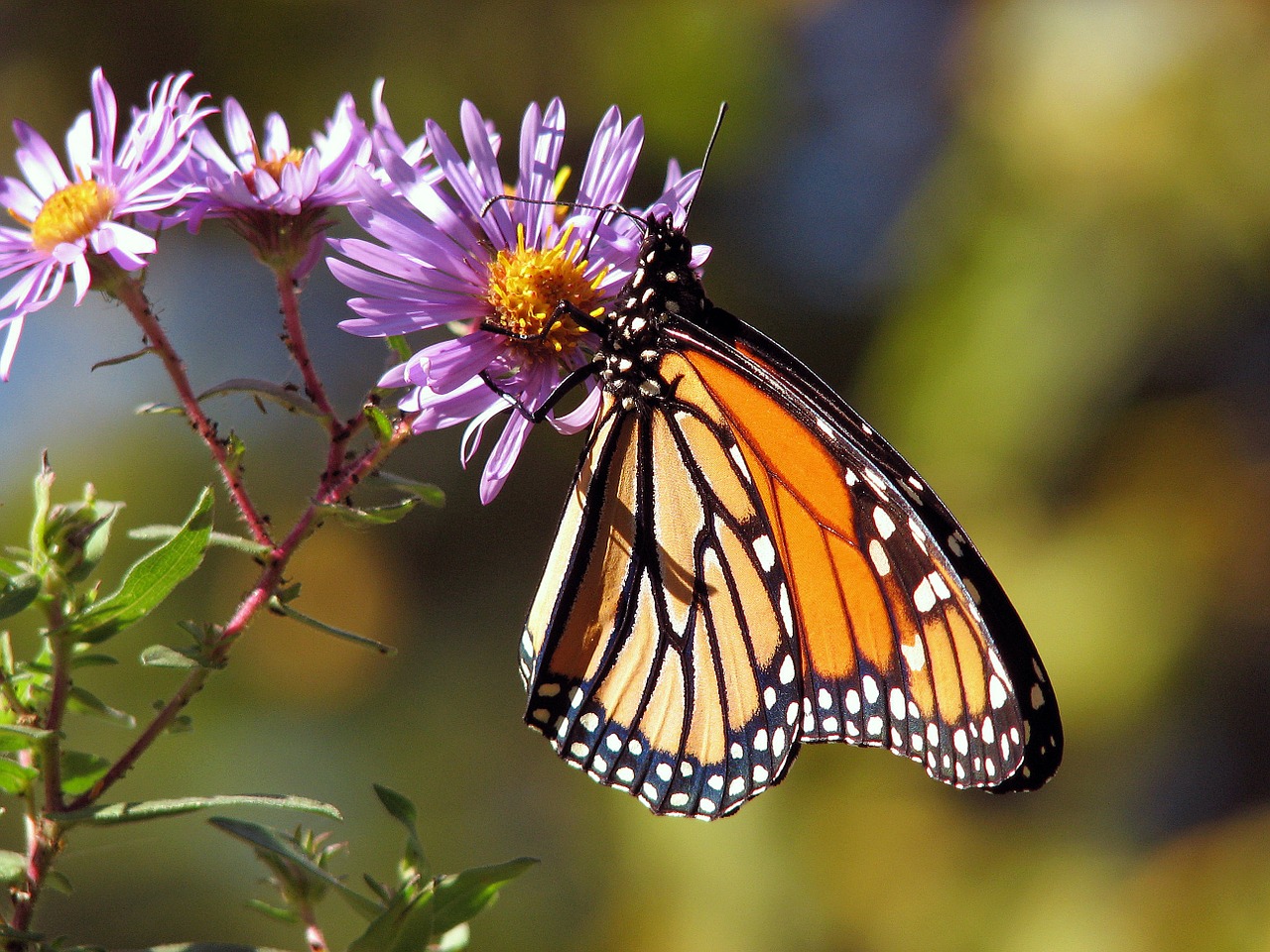 Image - butterfly butterflies monarch