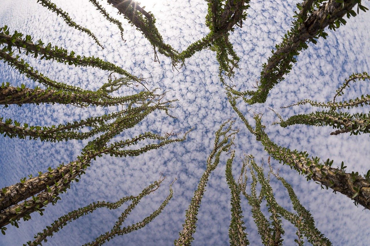 Image - clouds cirrocumulus ocotillo plant