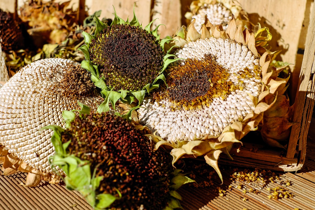 Image - sunflower stranded tramples over