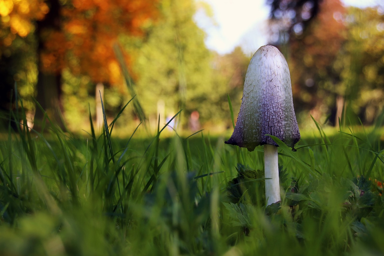Image - mushroom autumn grass nature green