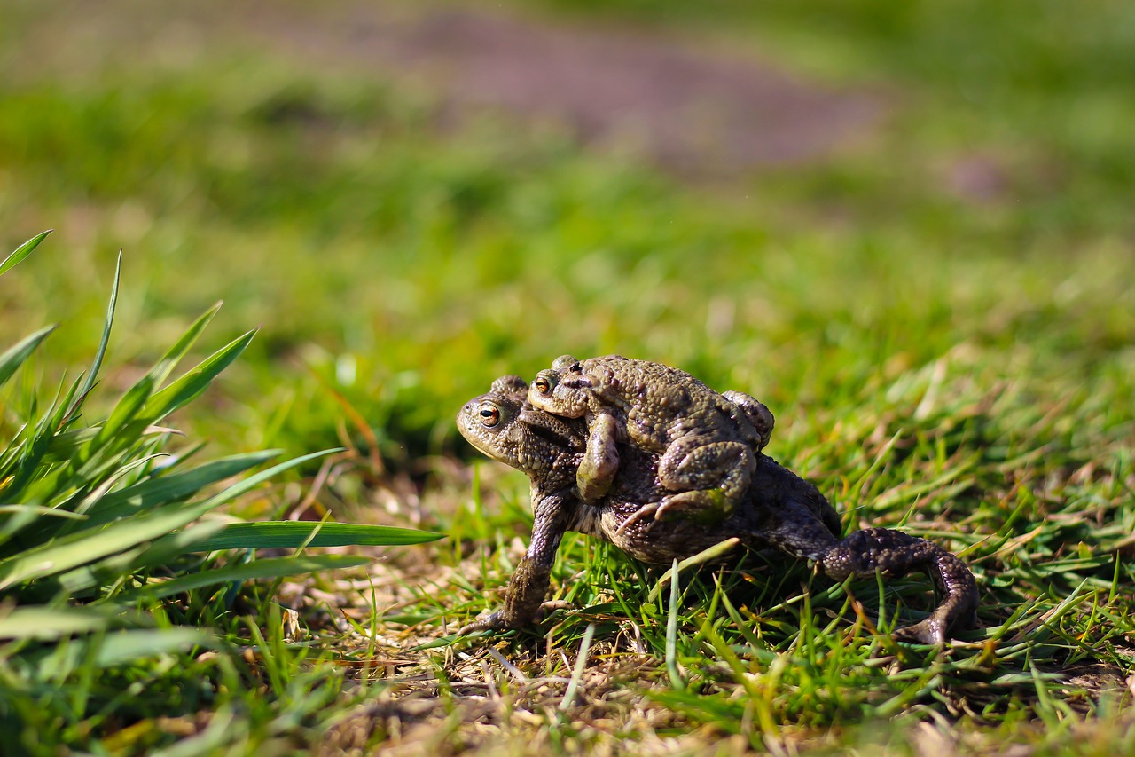 Image - toads toad migration animal world