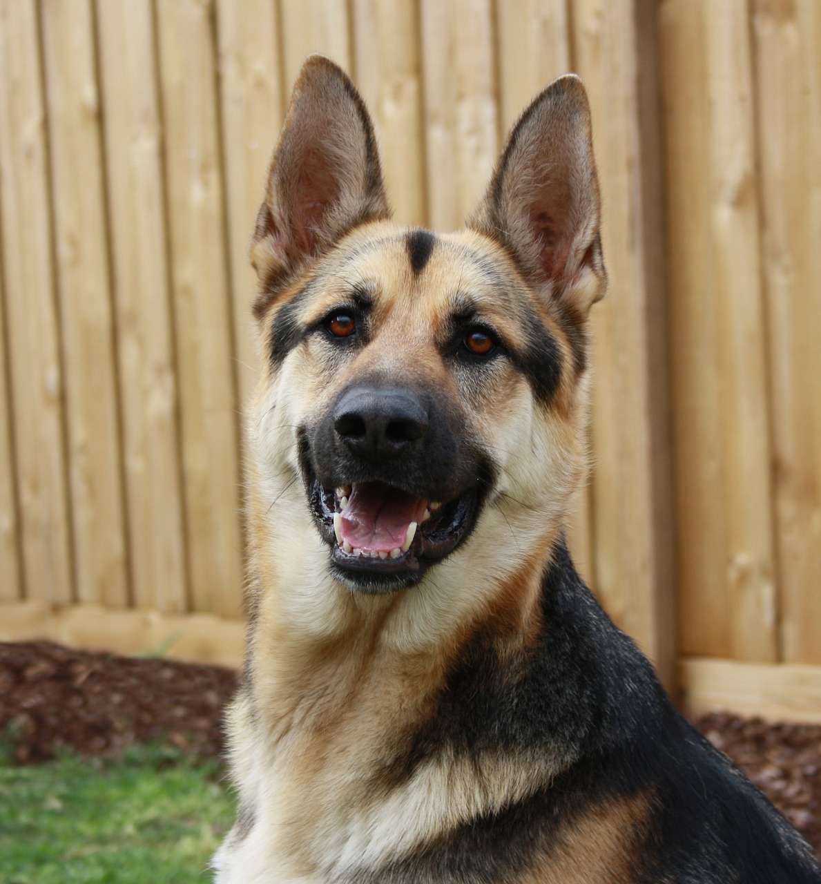 Image - german shepherd german police dog