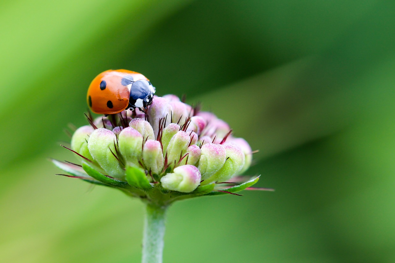 Image - ladybug coccinellidae siebenpunkt