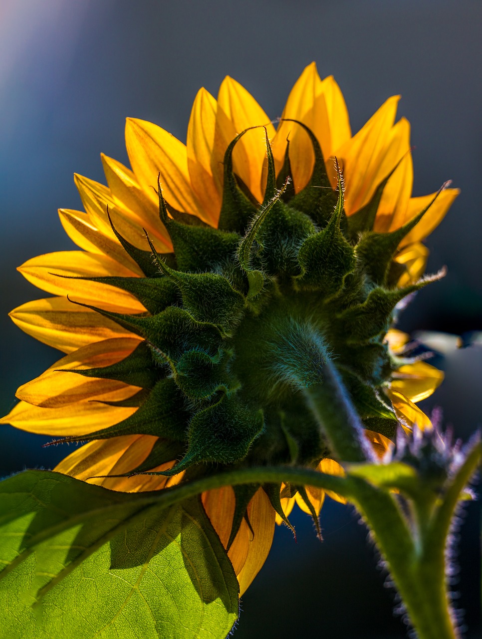 Image - sunflower floral color flower