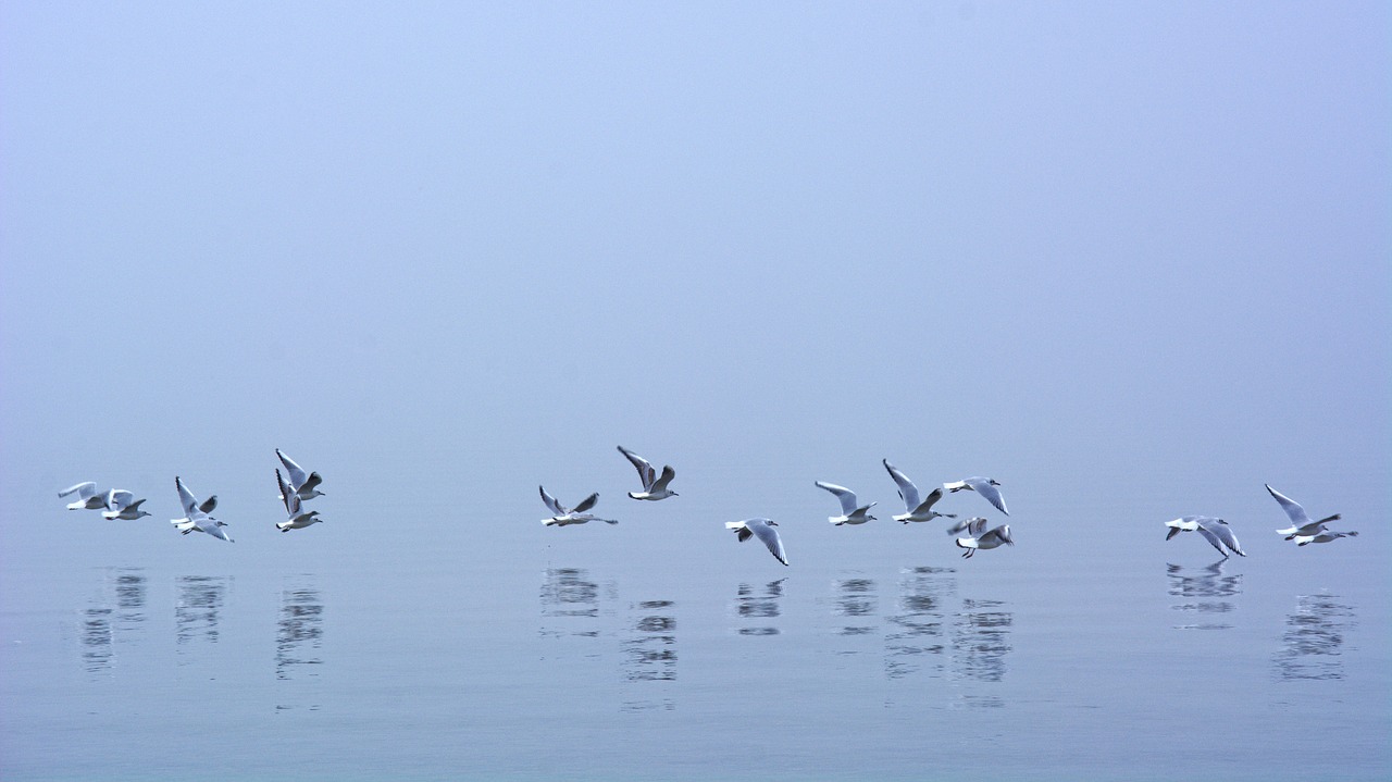 Image - fog seagull mirroring flying water