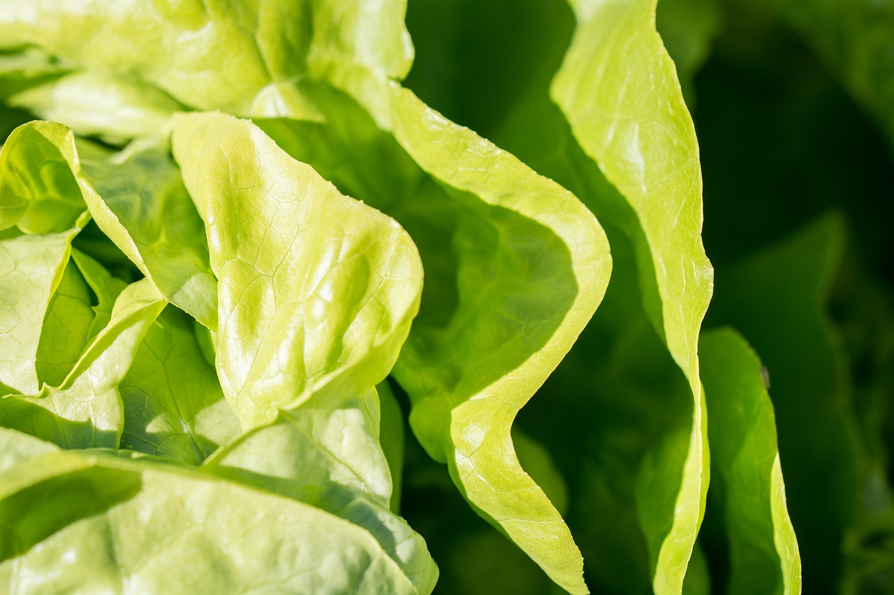 Image - salad lettuce green vitamins eat