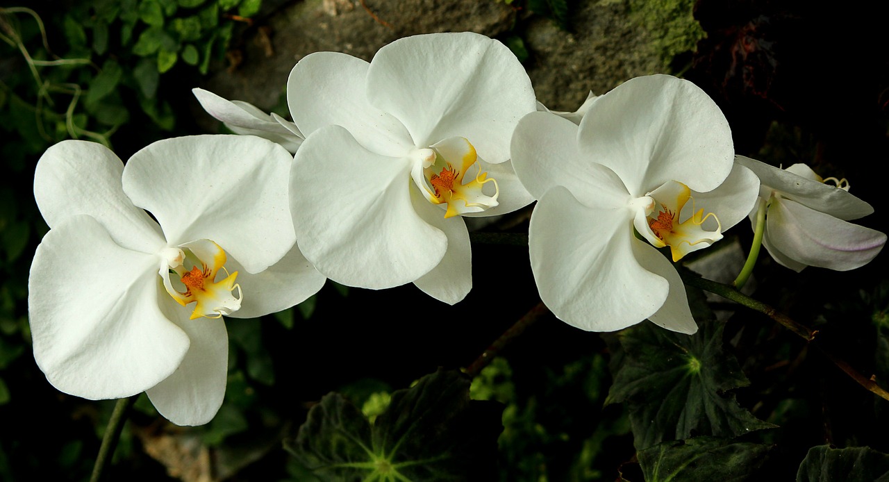 Image - orchids white blossoms bunch