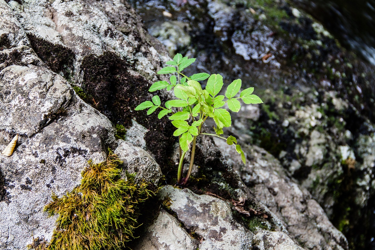 Image - plant flower tree green nature