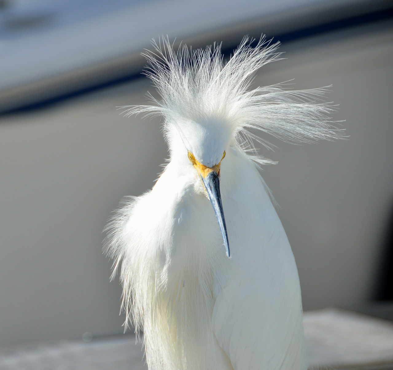 Image - snowy egret bird wildlife white