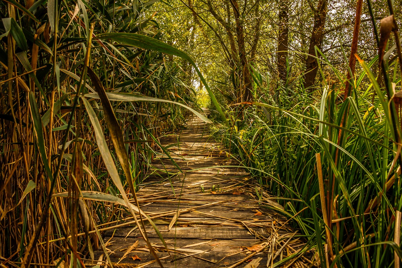Image - swamp marsh green nature landscape
