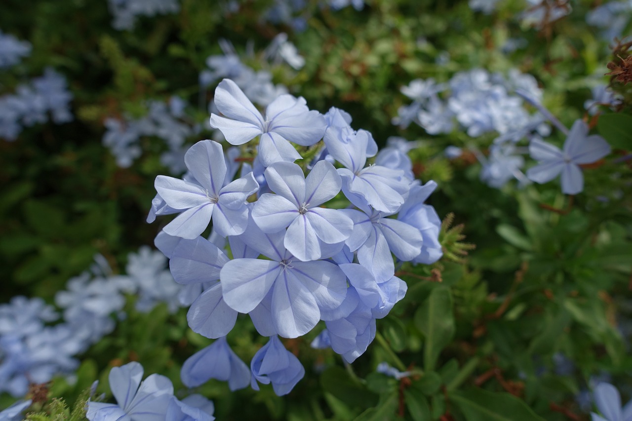 Image - flower purple blue flowers macro